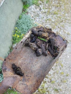 Vandalizem - pasji iztrebki